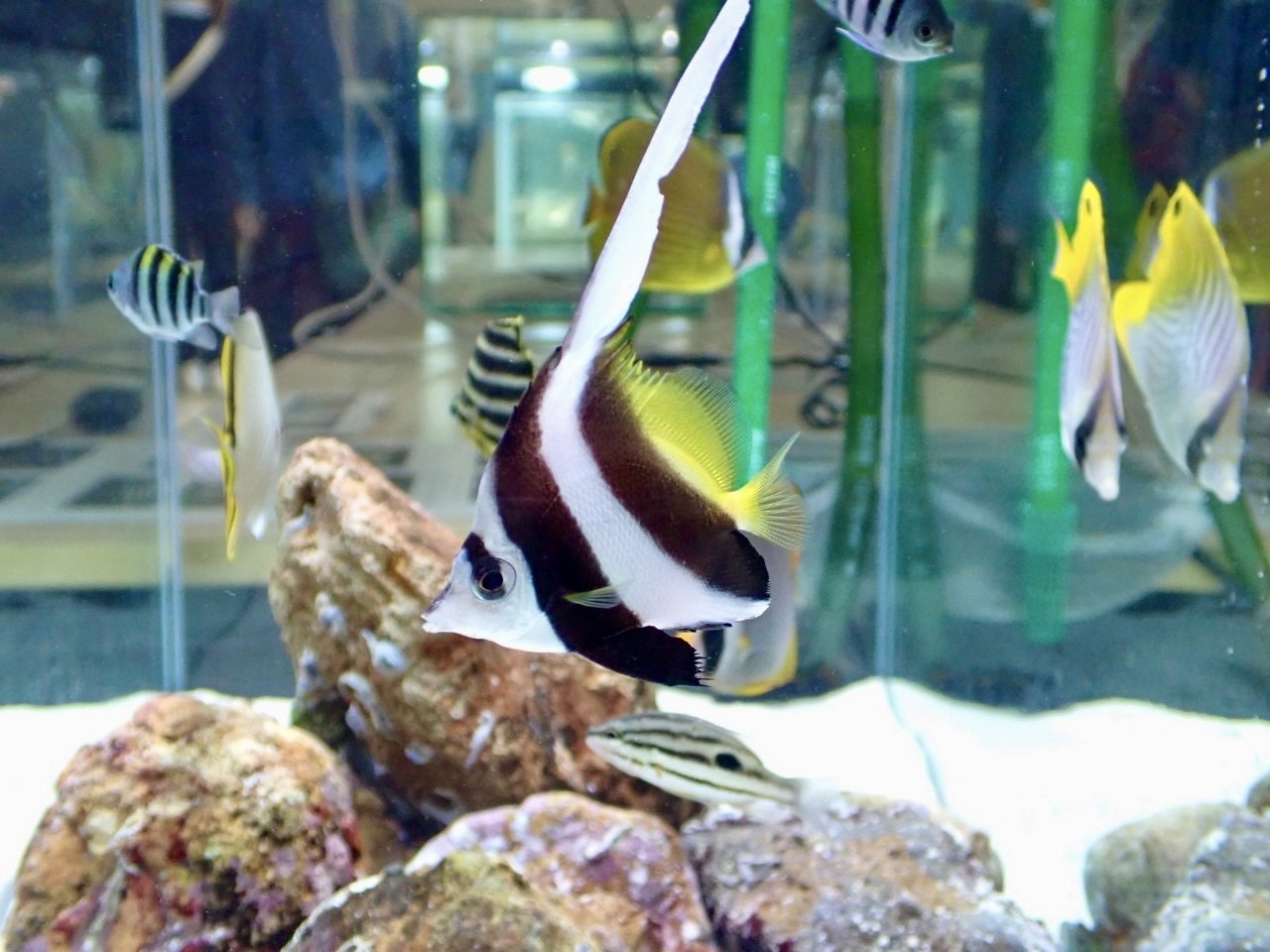 水族研究会