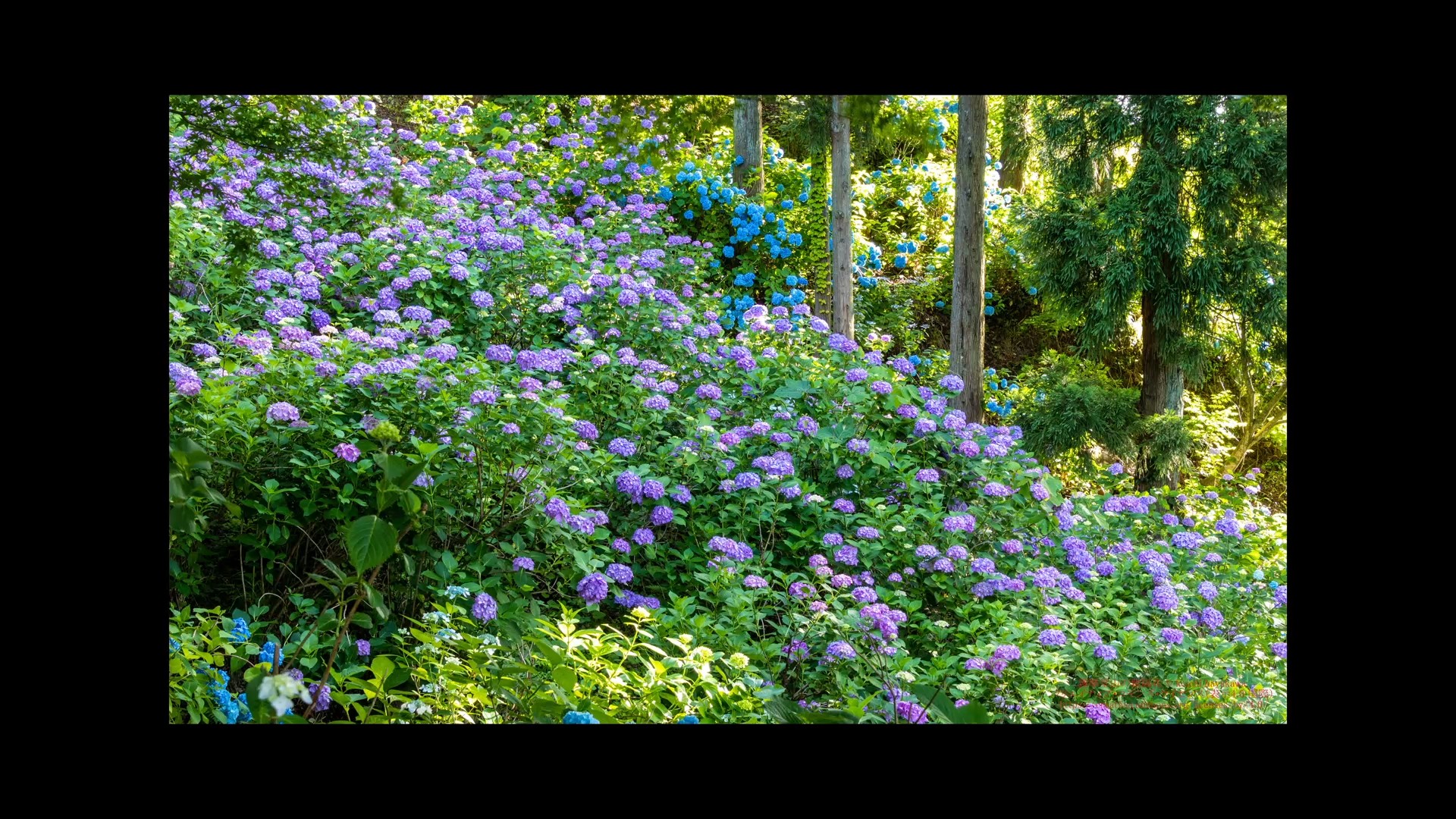 三条市消防団学生消防隊