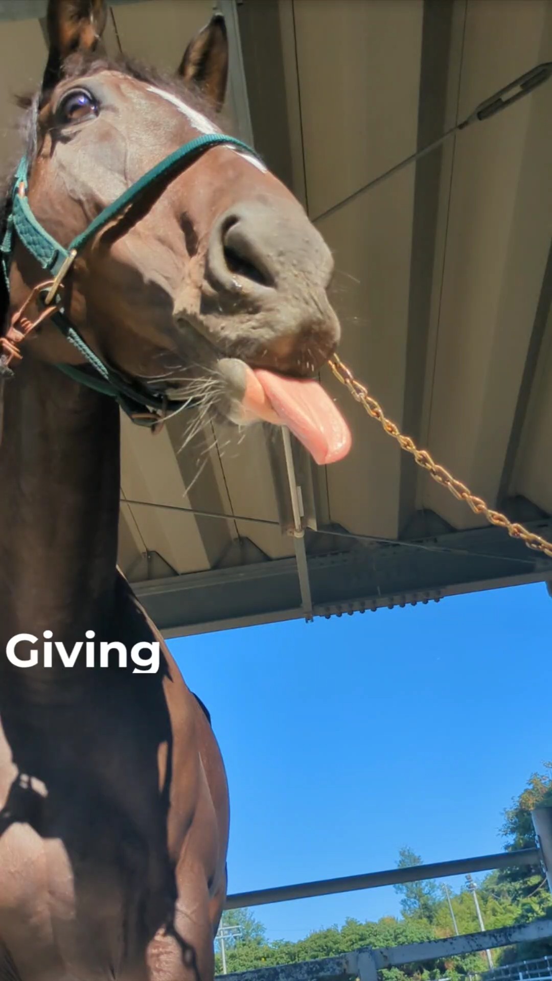 名古屋大学　馬術部