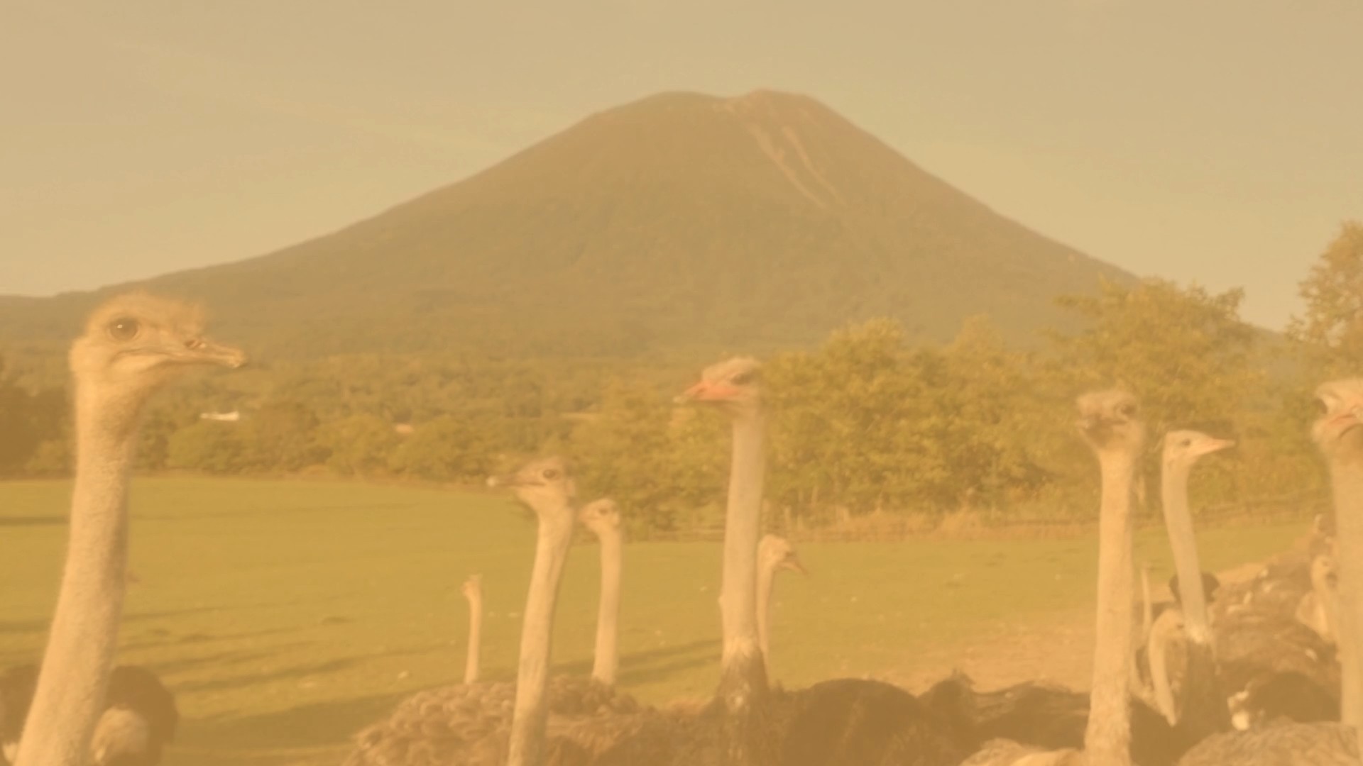 ダチョウサークル