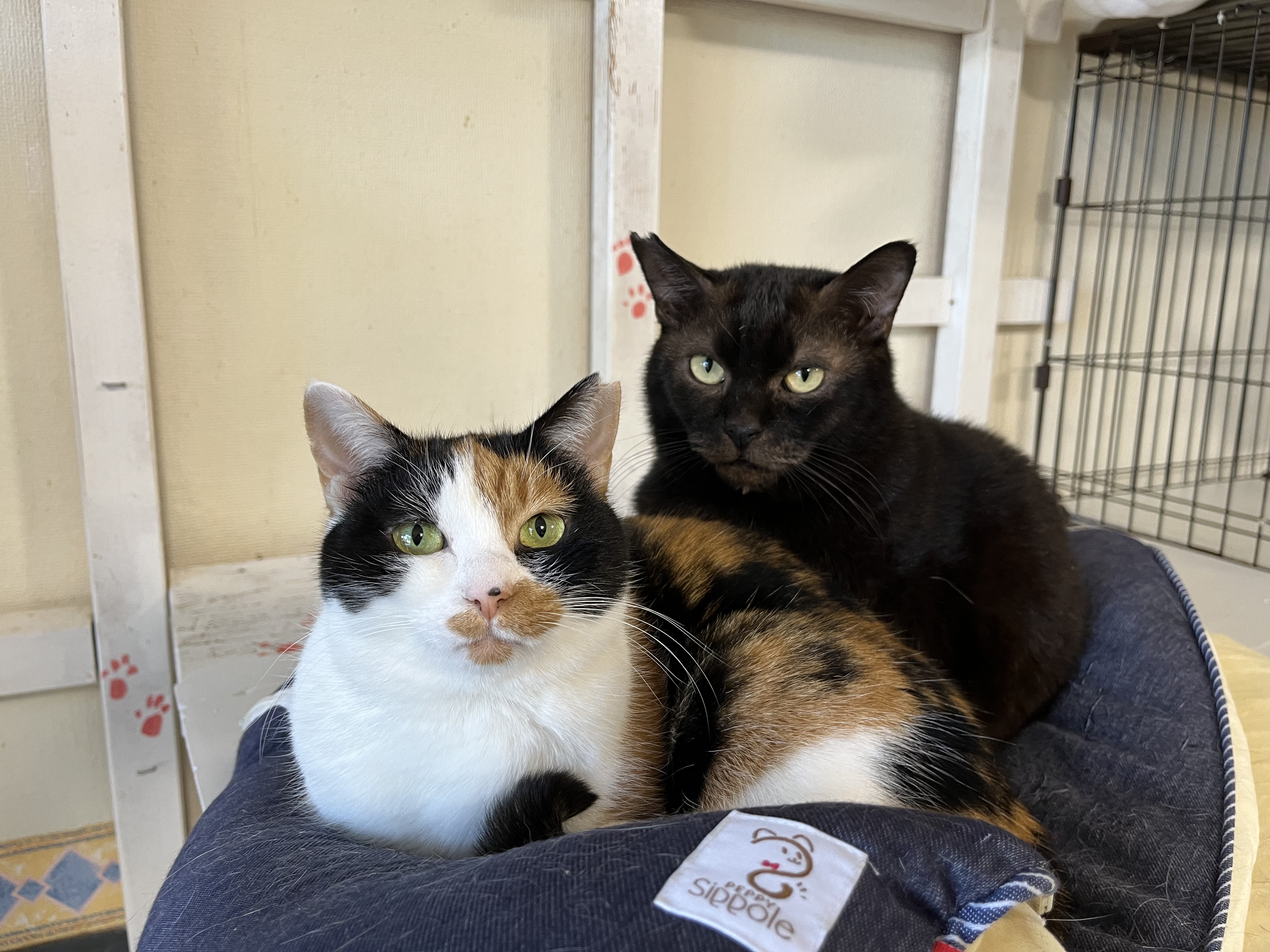 保護猫サークル　ミヤネコ