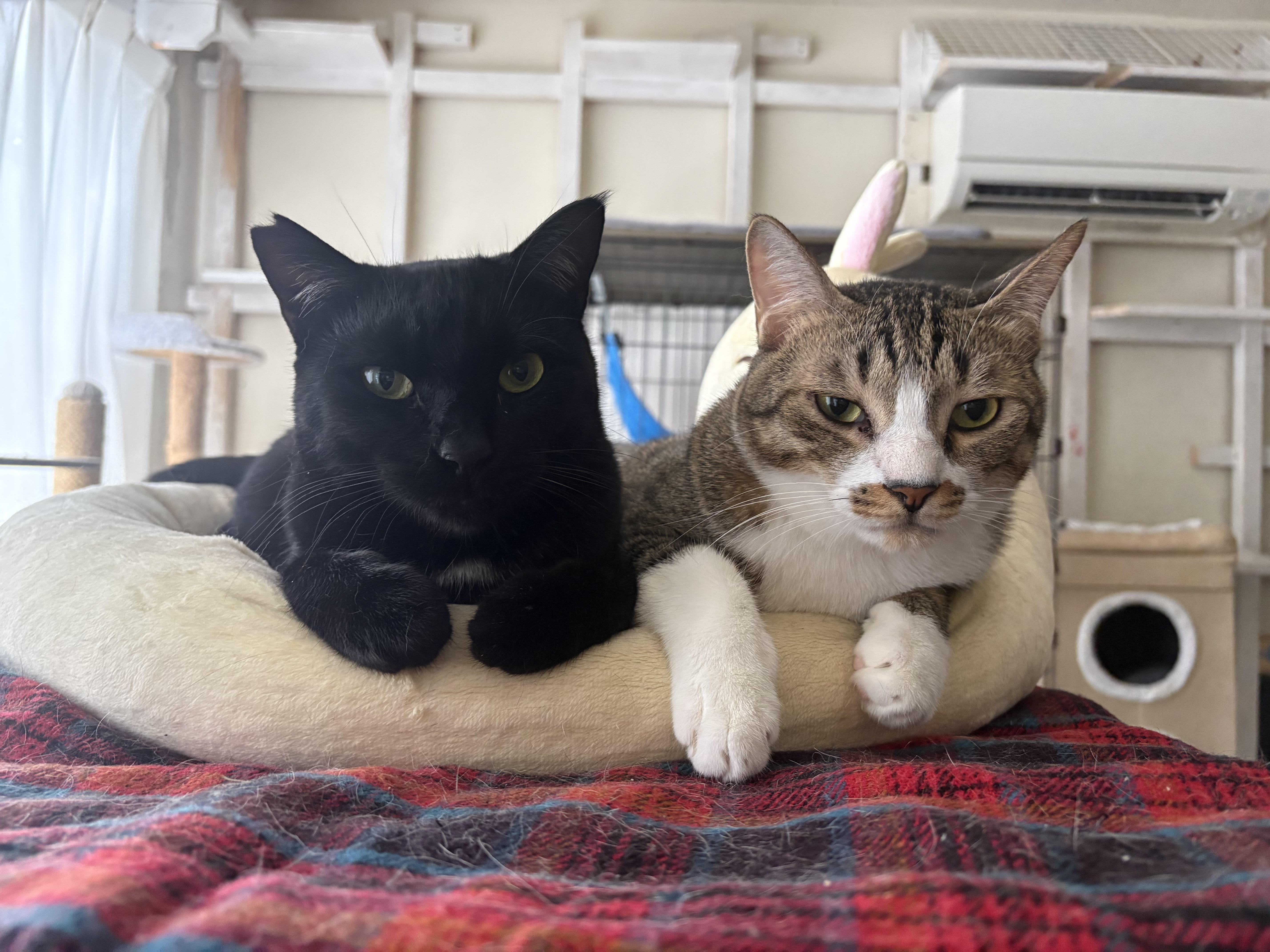 保護猫サークル　ミヤネコ