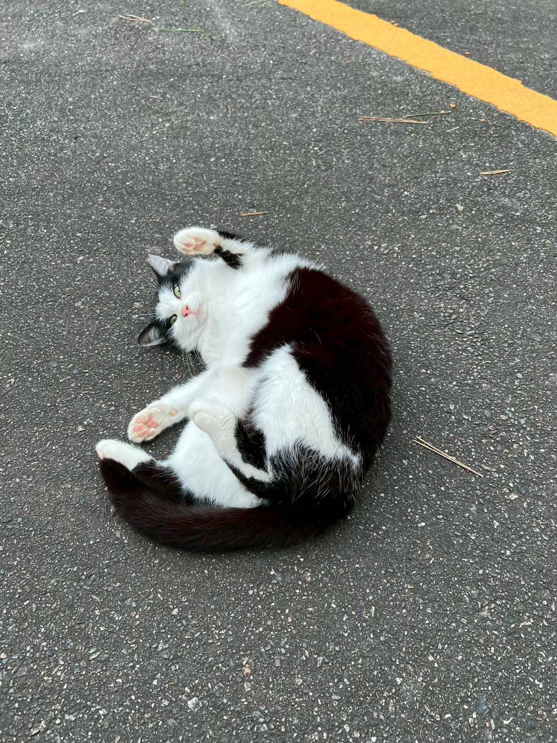 にいがたカレッジキャット