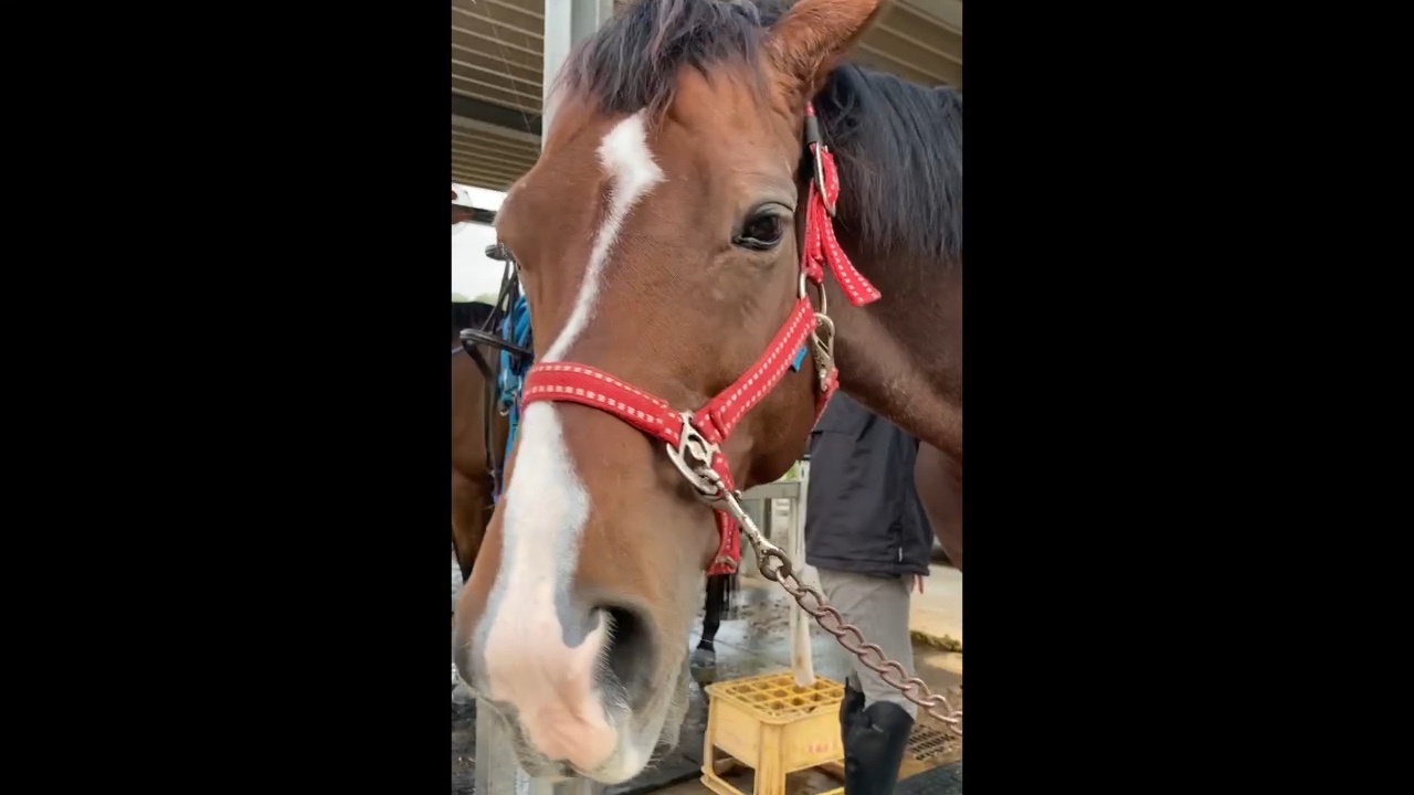 広島大学体育会馬術部